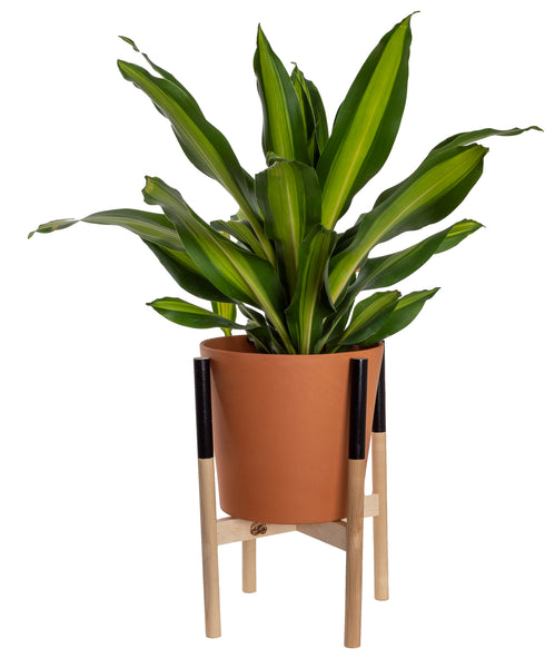 Modern Plant Stand Black, Large