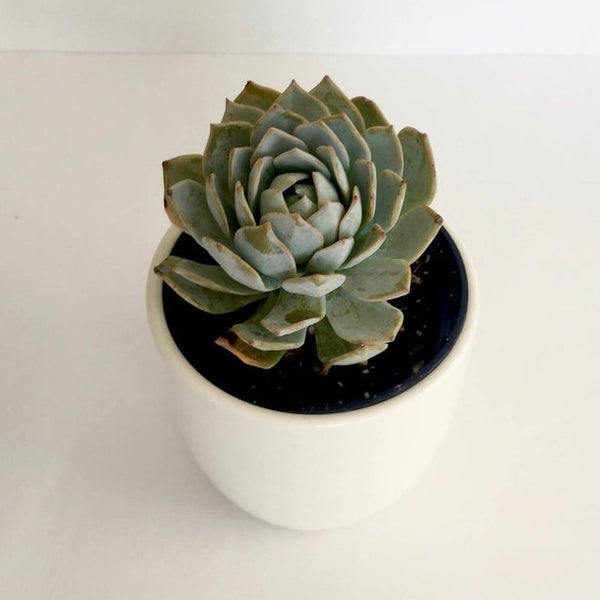 Planter