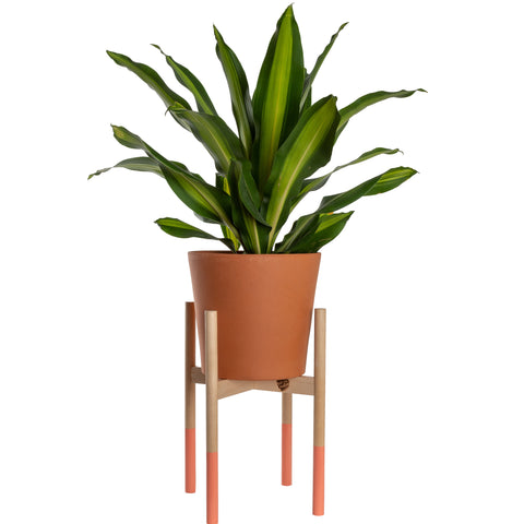 Modern Plant Stand Coral, Large