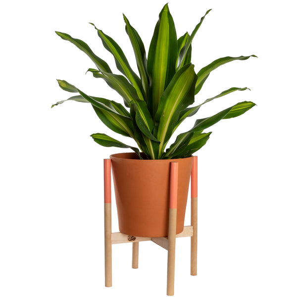 Modern Plant Stand Coral, Large