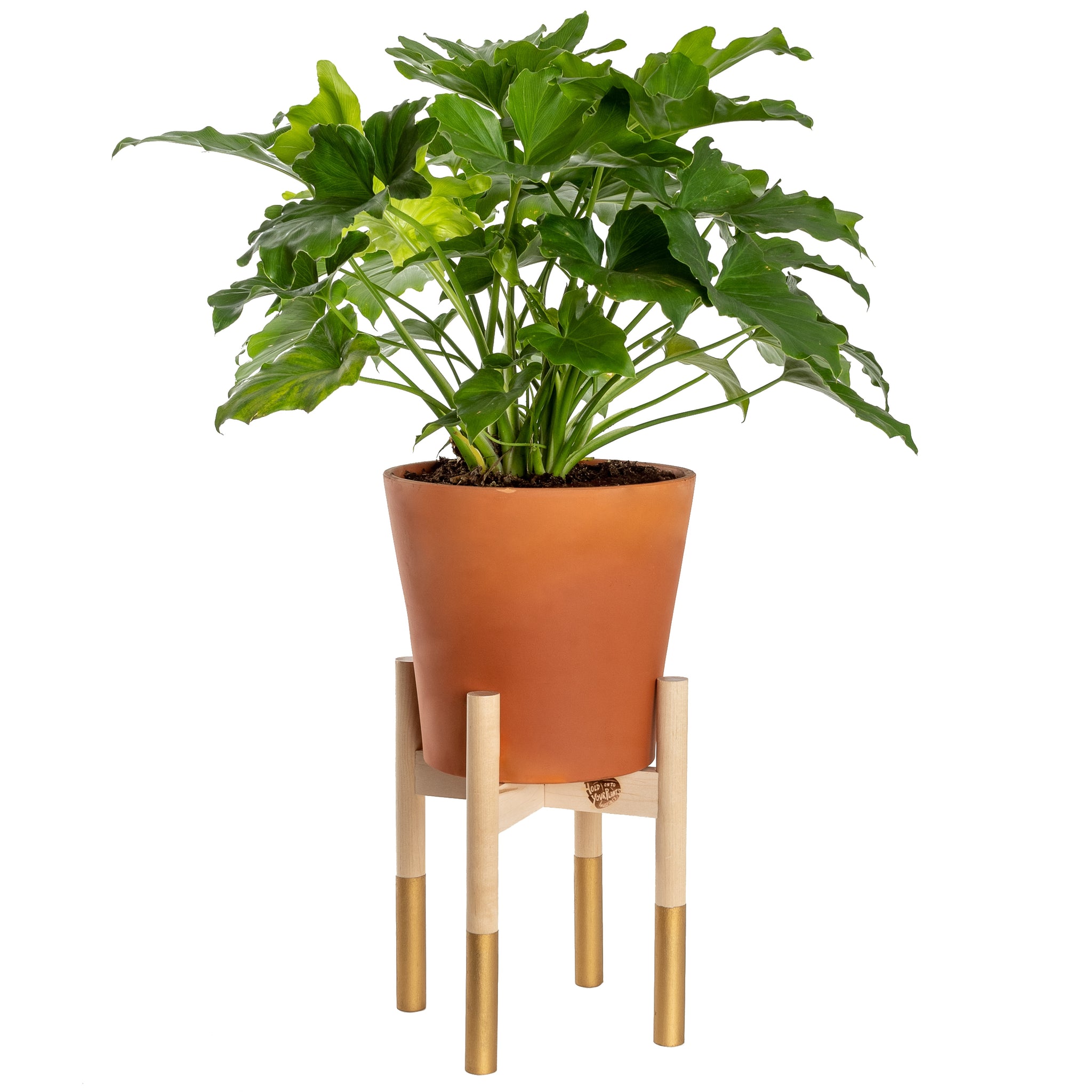 plant stand indoor small Modern Plant Stand Small Gold – The Dowry