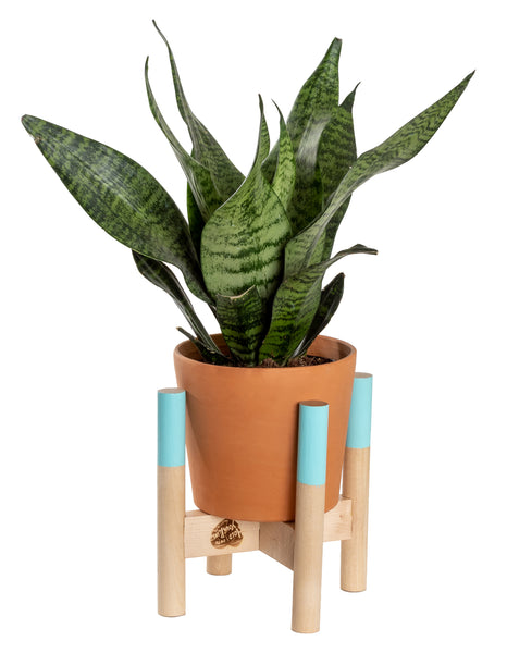 Modern Plant Stand Robin's Egg, Small