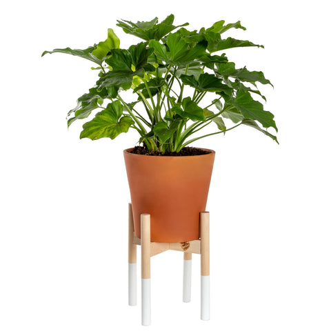 Modern Plant Stand White, Small