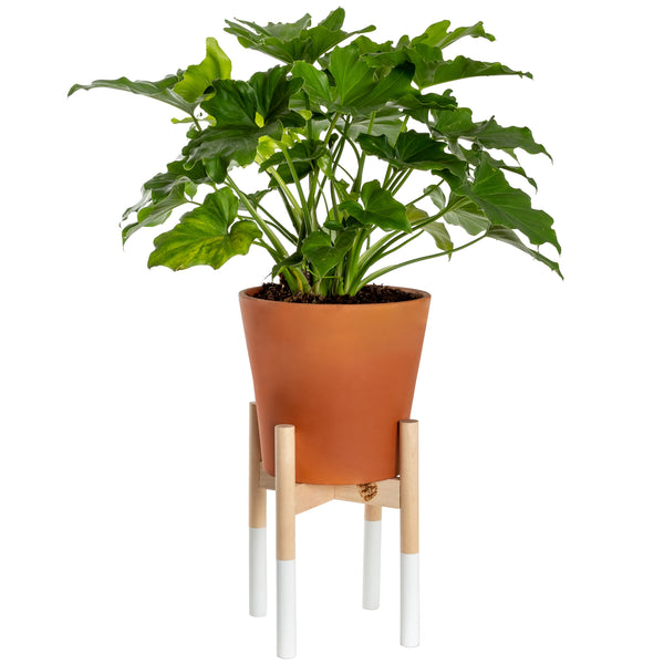 Modern Plant Stand White, Large