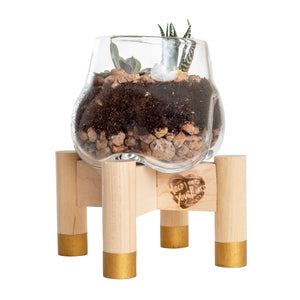 Terrarium and Gold Modern Stand, Mini