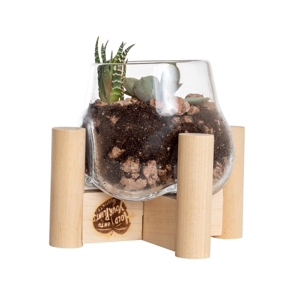 Terrarium and Neutral Modern Stand, Mini